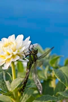 Resting dragonfly Stock Photos