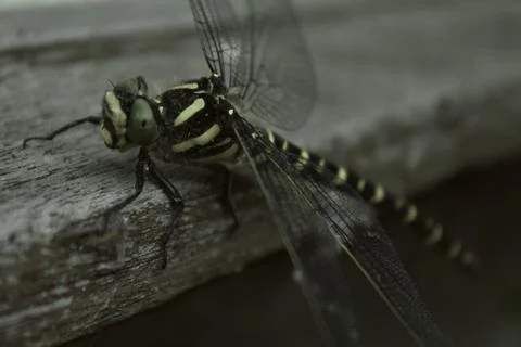 Resting Dragonfly Foto stock