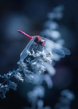 Resting Dragonfly Stock Photos