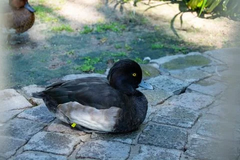 Resting duck on cobblestone path Stock Photos