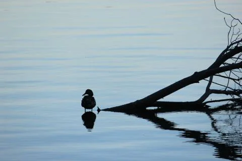 Resting Duck 写真素材