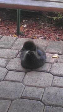 Resting Duck Stock Photos