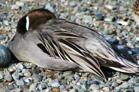 Resting duck Stock Photos
