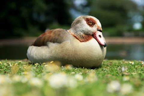 Resting Duck Stock Photos