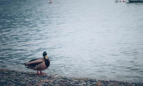 Resting Duck by Waterfront on a Cobbled Path in Urban Setting Stock Photos