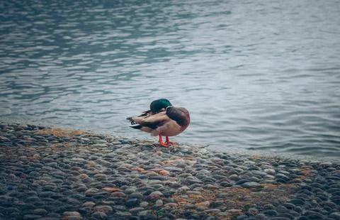 Resting Duck by Waterfront on a Cobbled Path in Urban Setting Stock Photos