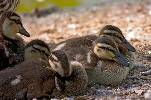 Resting ducklings Stock Photos