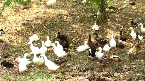 The resting ducks Stock Footage 116860578