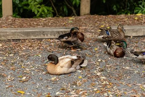 Resting Ducks Preening Feathers Leafy Ground Foto stock