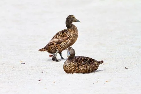 Resting eider duck on the beach Stock Photos