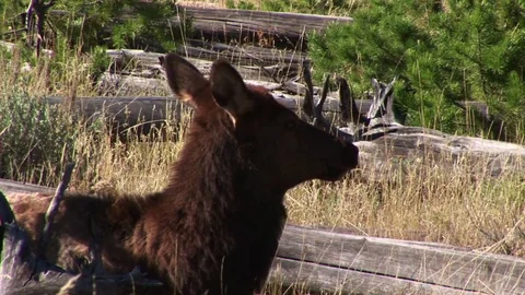 Resting elk Vídeos de archivo 72571950