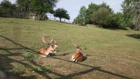 Resting fallow deer relax together on a quiet summer meadow Stock Footage 340137374