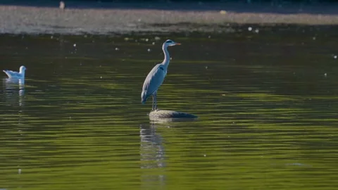 Resting in a floating tire, a grey heron appears undisturbed, framed by the Stock-Footage 346503563