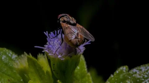 Resting Fly on a Leaf Stock Photos