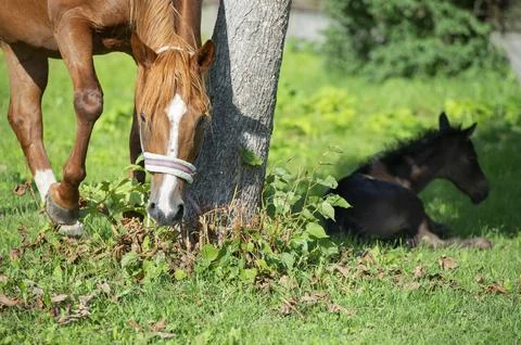 Resting foal in tree shadow with mom. farming life Stock Photos