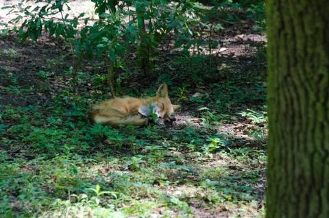 Resting fox Stock Photos