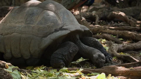 Resting Giant Tortoise on Leaf-Littered Forest Floor in Tanzania Stock Footage 337891716