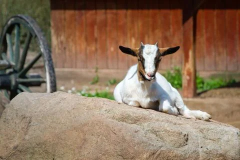 Resting goat 库存照片