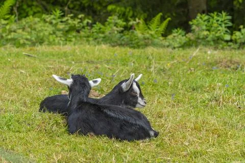 Resting goats Stock Photos