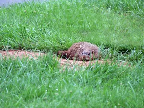 Resting gopher Foto stock