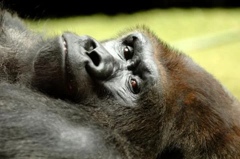 Resting gorilla Stock Photos