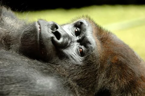 Resting gorilla Stock Photos