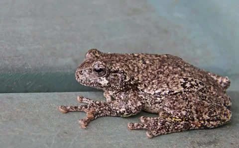 Resting gray tree frog Stock Photos