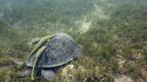 Resting Green Sea Turtle gets a Cleaning in the Red Sea Habitat Stock Footage 311857803