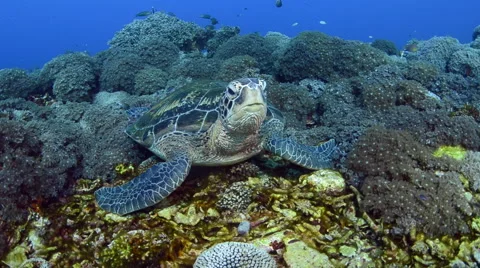 Resting Green Turtle Stock Footage 64335754