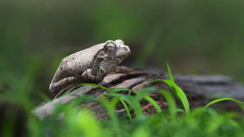 Resting Grey Foam-nest Tree Frog On A Breeze Nature Habitat. Selective Stock Footage 264729185