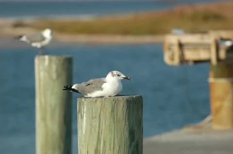 Resting Gull 스톡 사진