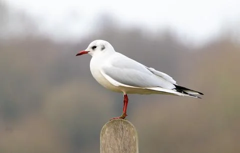 Resting Gull Stock Photos