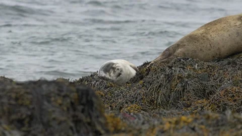 Resting Harbor Seal on Kelp-Covered Rocks Along the Coast of Iceland Video stock 339633344