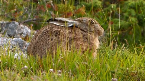 A resting Hare 스톡 동영상 127772089