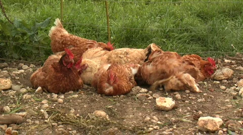 Resting hens Stock Footage 371343