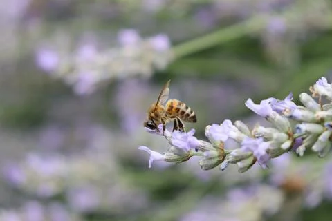 Resting Honey Bee Foto stock