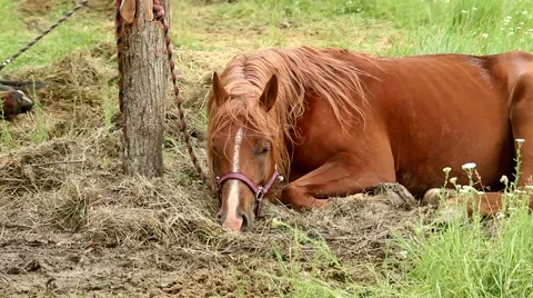 Resting horse Stock Footage 51364527