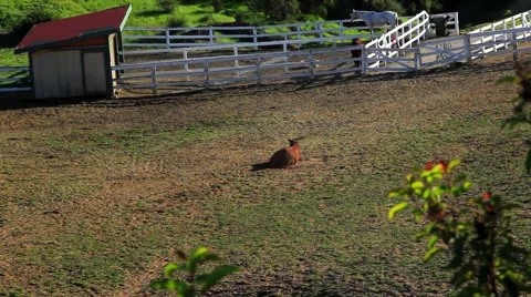 RESTING HORSE ROLLS AND GET Stock Footage 941663