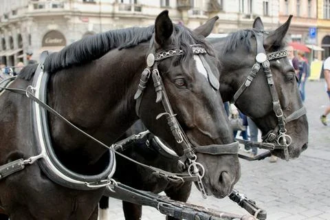 Resting horses Stock Photos