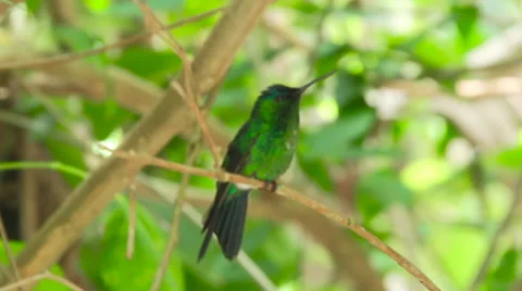 Resting hummingbird Stock Footage 57773083