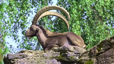 Resting ibex, in Bavaria, Germany. Stock Footage 321460674