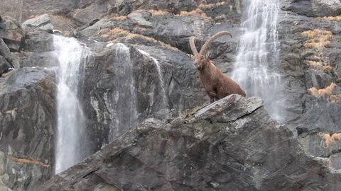 Resting ibex on the rock (Capra ibex) Video stock 170743916