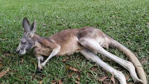 Resting kangaroo lying on the side at a zoo Stock Photos
