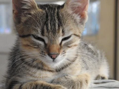 Resting kitten close up Stock Photos