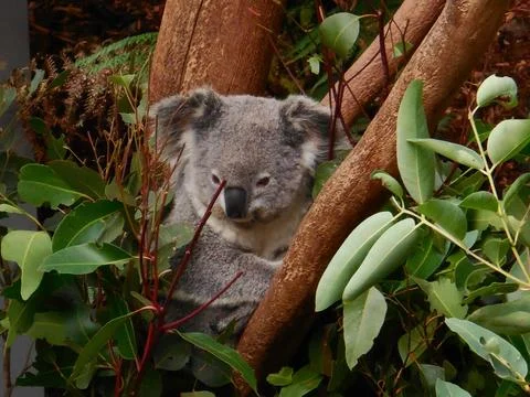 Resting Koala Bear Surrounded by Green Leaves Stock Photos