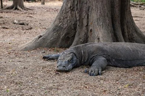 Resting Komodo dragon Stock Photos