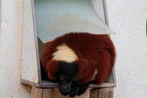 Resting Lemur in Enclosure Stock Photos