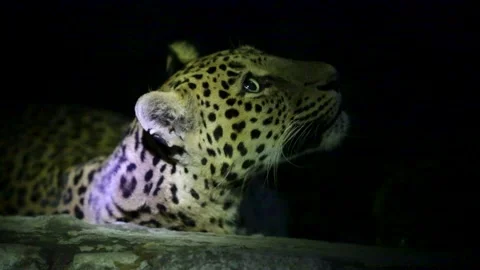 Resting Leopard Looking Up at Night in Gujarat Forest India Wildlife Stock Footage 341651438