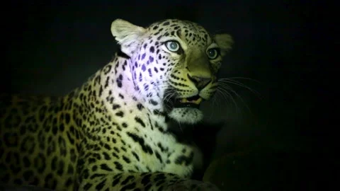 Resting Leopard Looking Up at Night in Gujarat Forest India Wildlife 01 Video stock 341651445