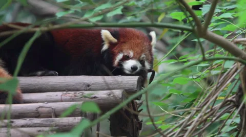 Resting Lesser Panda Stock Footage 32905802